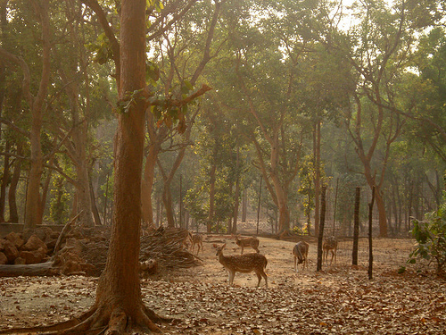 Jhārgrām, India