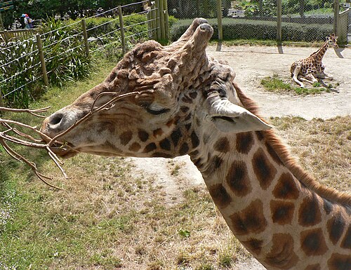 Wellington Zoo, Wellington