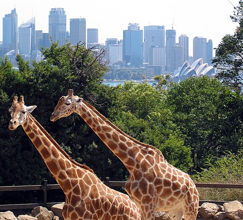 Taronga Zoo, Sydney