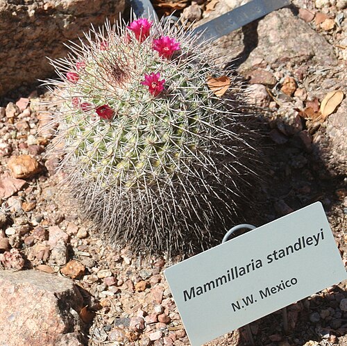 Desert Botanical Garden, Phoenix