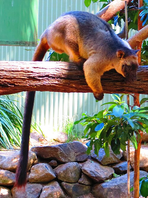 David Fleay Wildlife Park, Gold Coast