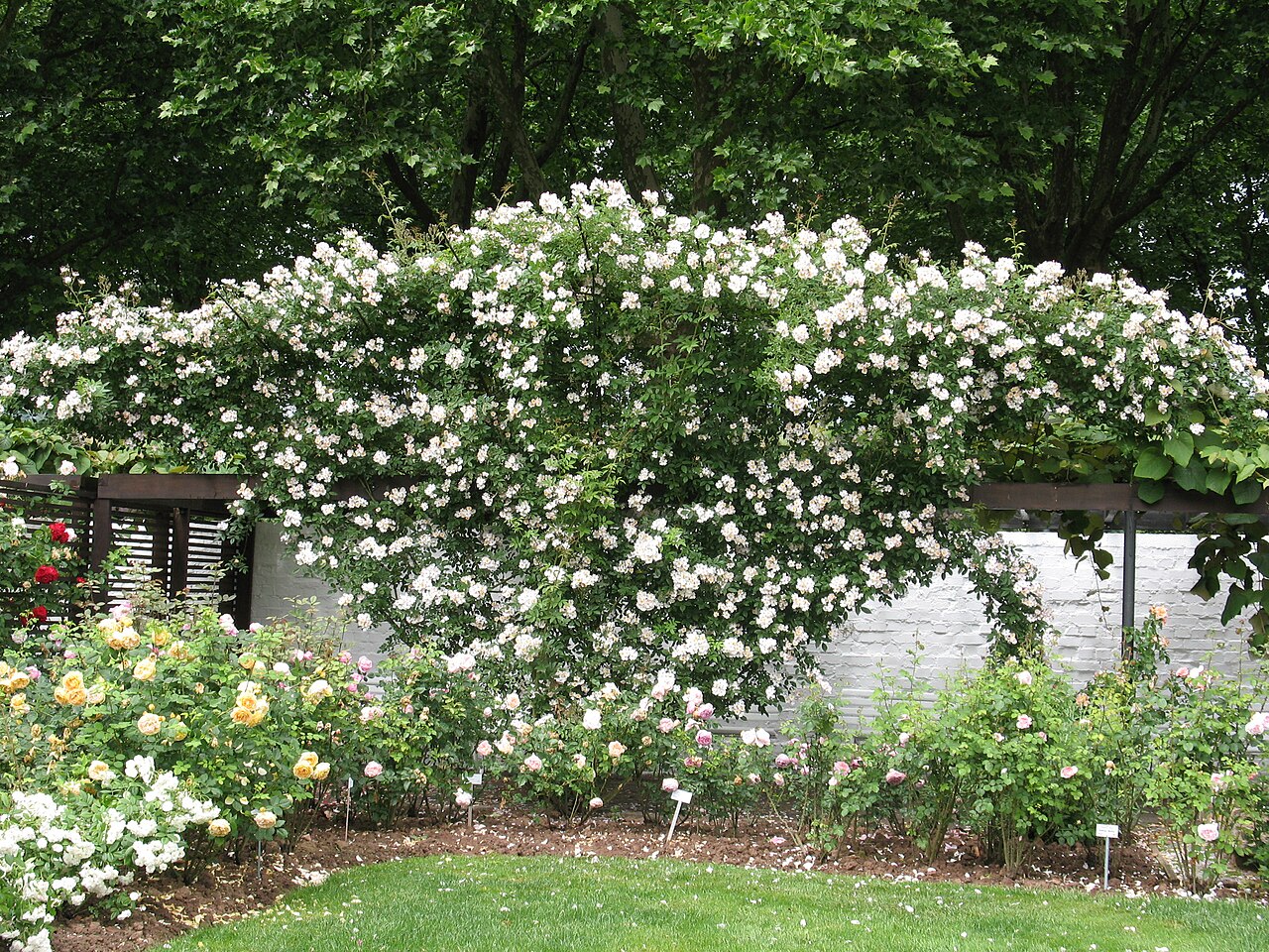 Europe's Rose Garden, Zweibrücken