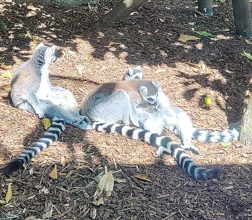 Auckland Zoo, Auckland