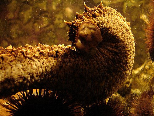 Aquarium of Rhodes, Ródos