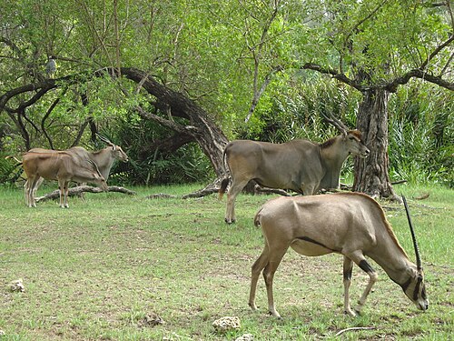 Haller Park, Mombasa