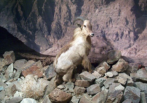Oman Natural History Museum, Muscat