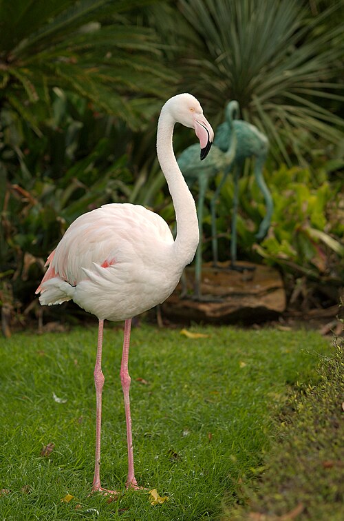 Adelaide Zoo, Adelaide