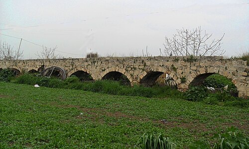 Anchiale, Mersin