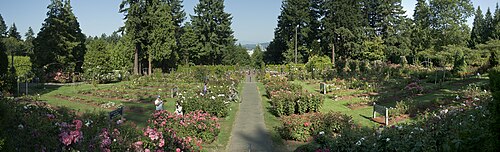 International Rose Test Garden, Portland