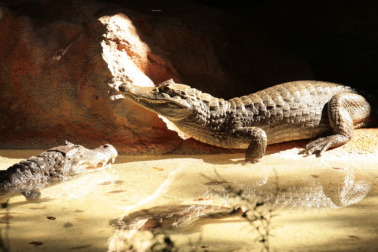 Dr. Juan A. Rivero Zoo, Mayagüez