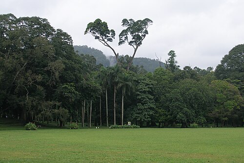 Royal Botanic Gardens, Peradeniya, Kandy