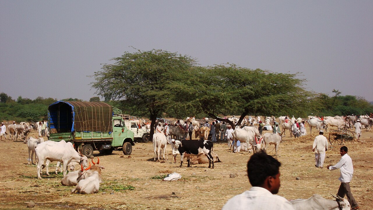 Sāngola, India